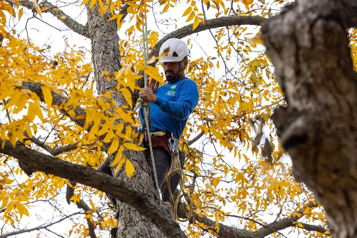 Skilled Tree Pruning crew working in Athens