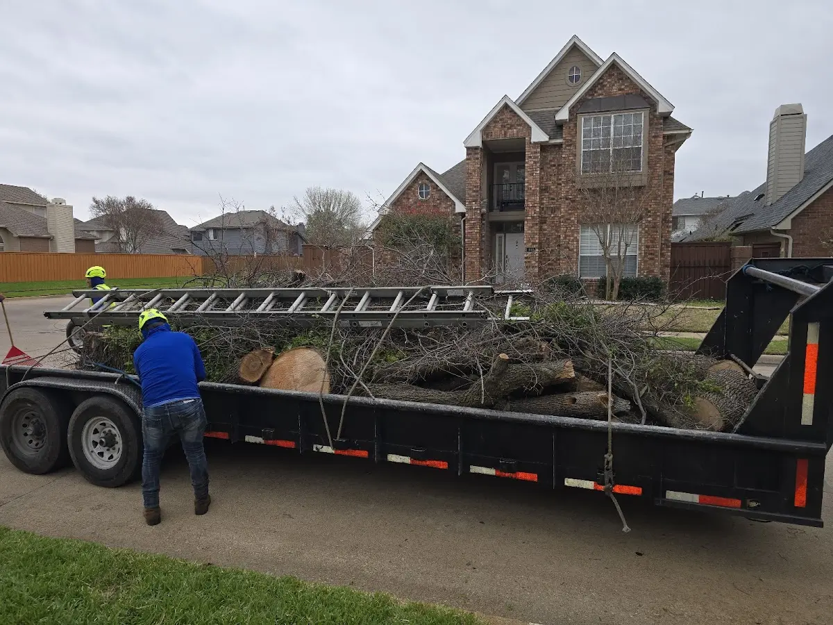 Expert Tree Removal with proper safety equipment in Athens